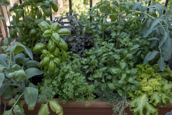Overcrowded container with too many herbs and vegetables on a balcony