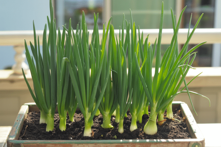 Green onions sprouting in a balcony container.