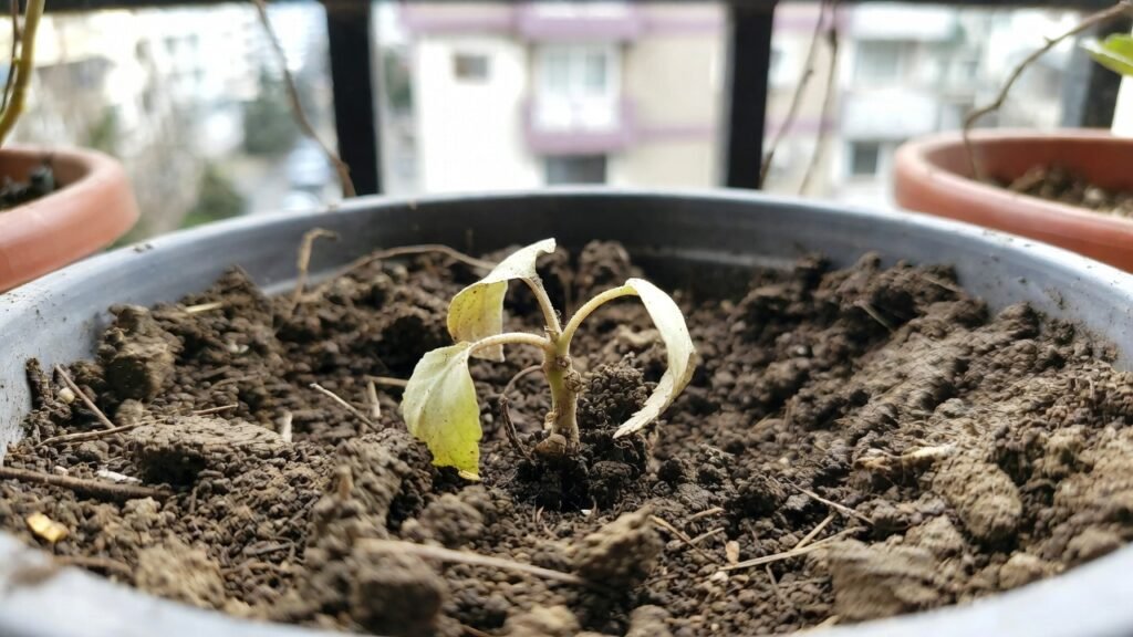 balcony garden mistakes