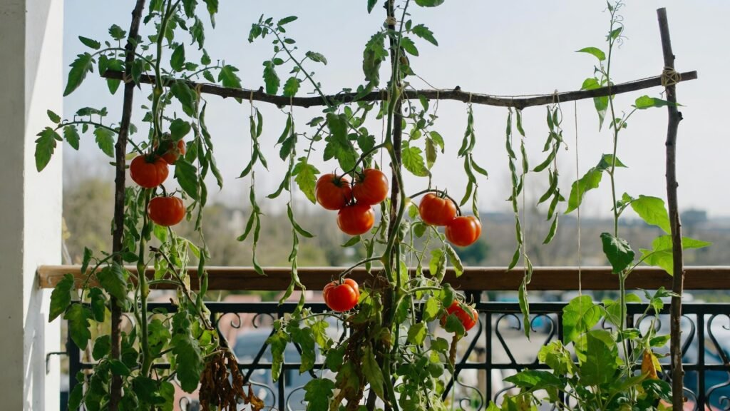 Balcony climbing plants growing on creative DIY vertical supports using repurposed ladders and hanging twine grids.