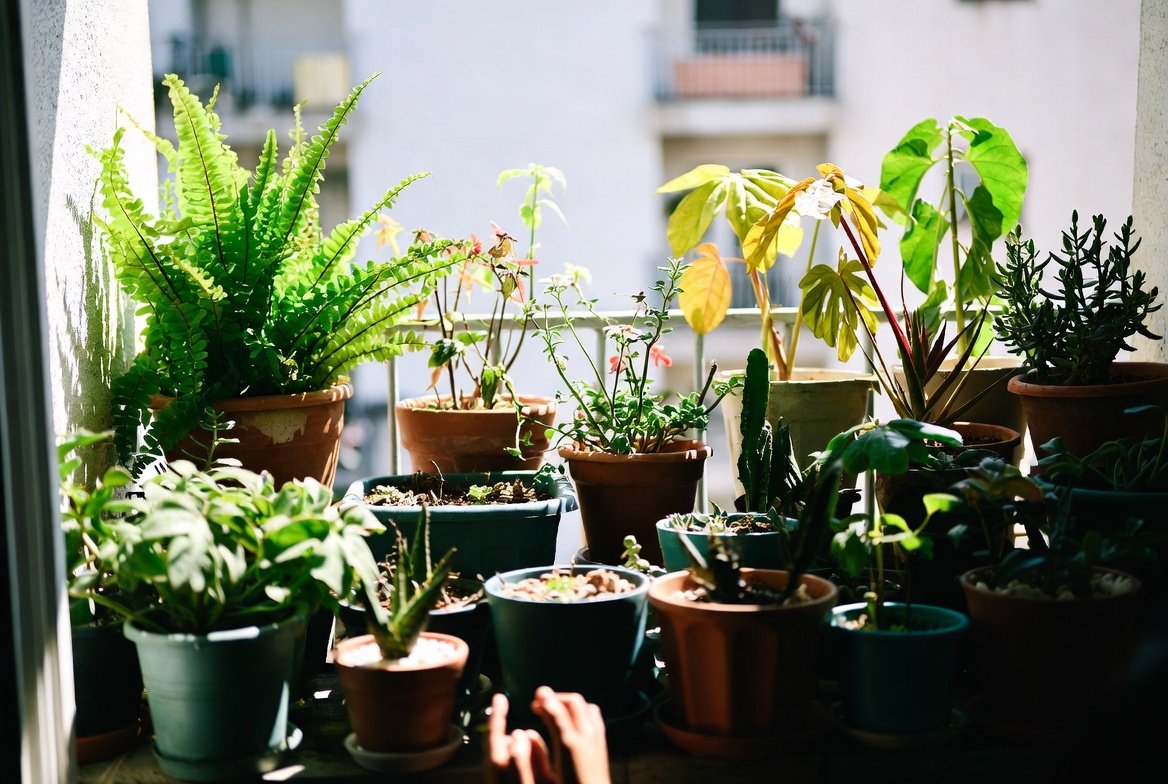 Why Balcony Plants Turn Yellow