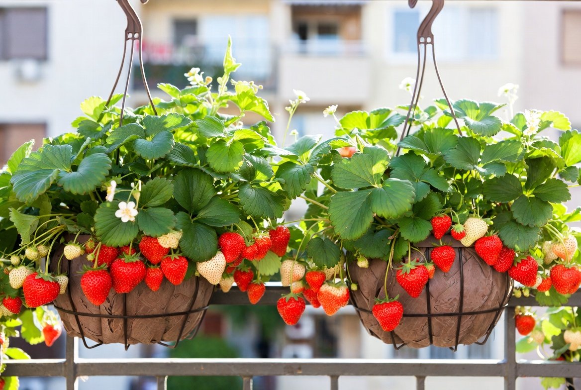 How to Grow Strawberries in Hanging Balcony Baskets