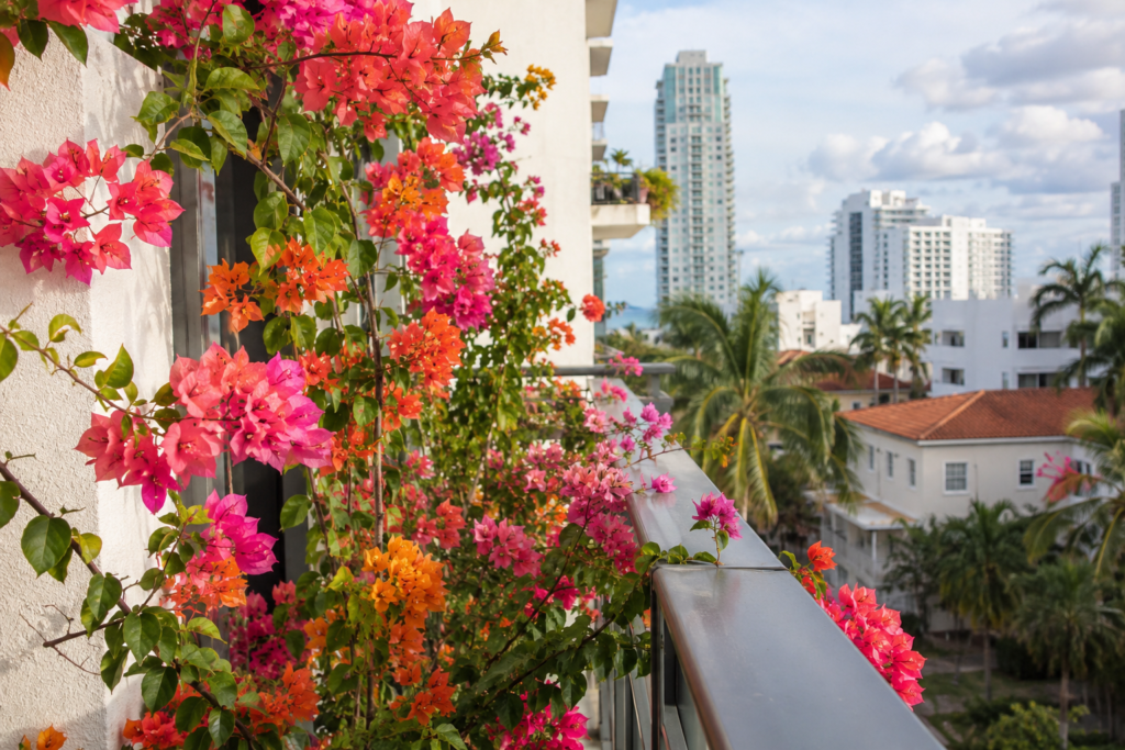 Colorful bougainvillea climbing and spilling over a modern apartment balcony railing in a tropical city, with bright natural lighting and distant high-rise buildings in the background.
